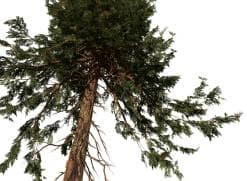 Hiba Arborvitae Cedar: Forest (Tall Height)