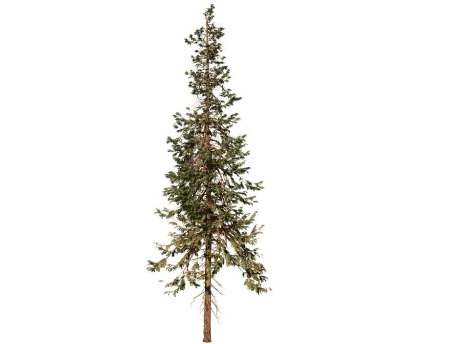 Hiba Arborvitae Cedar: Forest (Tall Height)