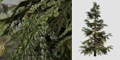 Hiba Arborvitae Cedar: Forest (Medium Height)