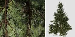 Hiba Arborvitae Cedar Sapling