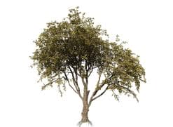 Chinaberry Tree: Field