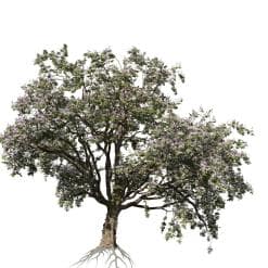 Chinaberry Tree: Forest (Upper Spread)