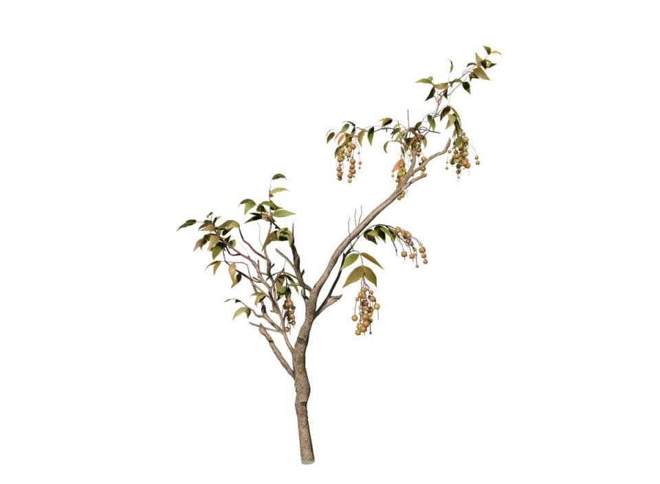 Chinaberry Tree Seedling