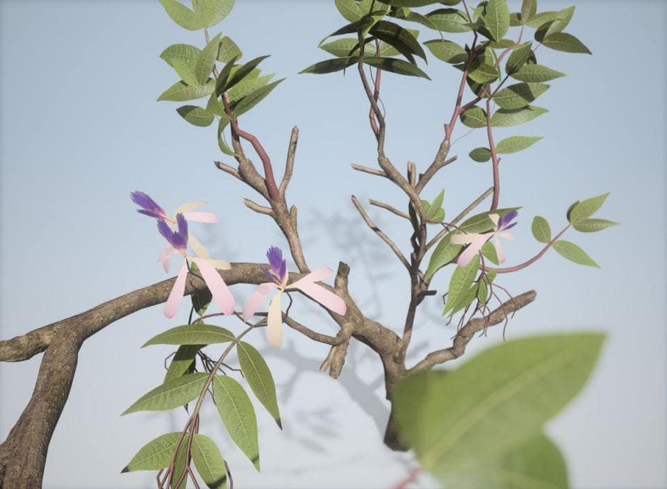 Chinaberry Tree Species Pack