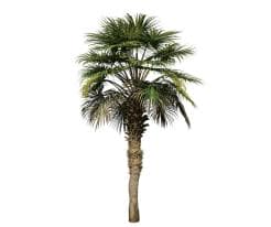 Chinese Fan Palm Species Pack