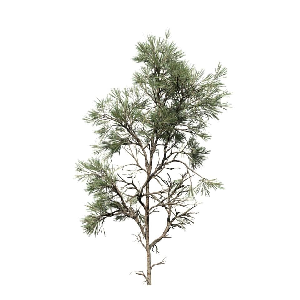 Eastern White Pine Sapling