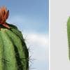 Barrel Cactus: Desktop (Tall)