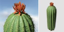 Barrel Cactus: Hero (Tall)