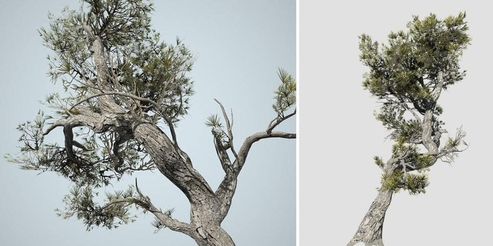 Aleppo Pine: Desktop Coastal