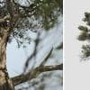 Aleppo Pine: Desktop Forest (Full)