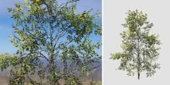 White Oak: Sapling