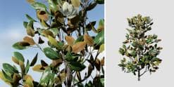 Southern Magnolia Pack