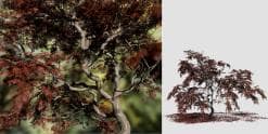 Japanese Acontifolium Maple: Field (Ornamental)