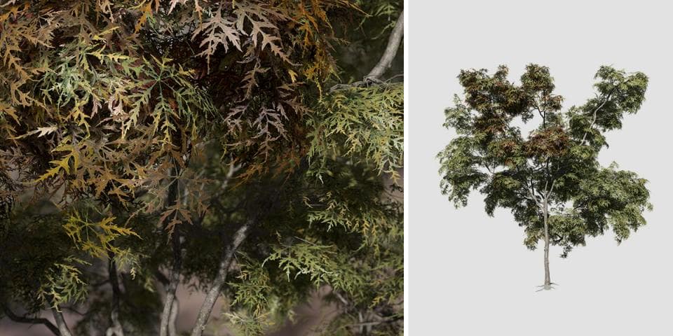 Japanese Acontifolium Maple: Forest