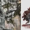 Japanese Acontifolium Maple: Field (Thick Trunk)