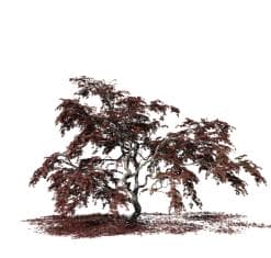 Japanese Acontifolium Maple Species Pack