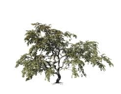 Japanese Acontifolium Maple Species Pack