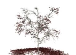 Japanese Acontifolium Maple: Forest