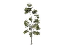 Japanese Acontifolium Maple: Sapling