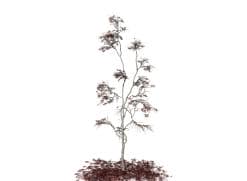 Japanese Acontifolium Maple: Sapling