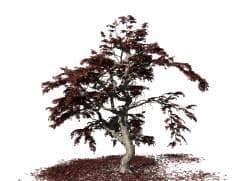 Japanese Acontifolium Maple: Field (Pruned)