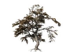 Japanese Acontifolium Maple: Field (Pruned)