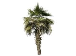 Chinese Fan Palm Species Pack