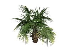 Chinese Fan Palm (Dwarf)