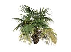 Chinese Fan Palm (Dwarf)