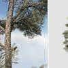 Eastern White Pine: Field
