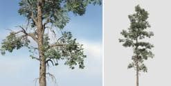 Eastern White Pine: Forest