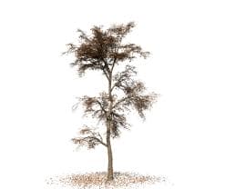 Sweetgum: Forest (Sparse)