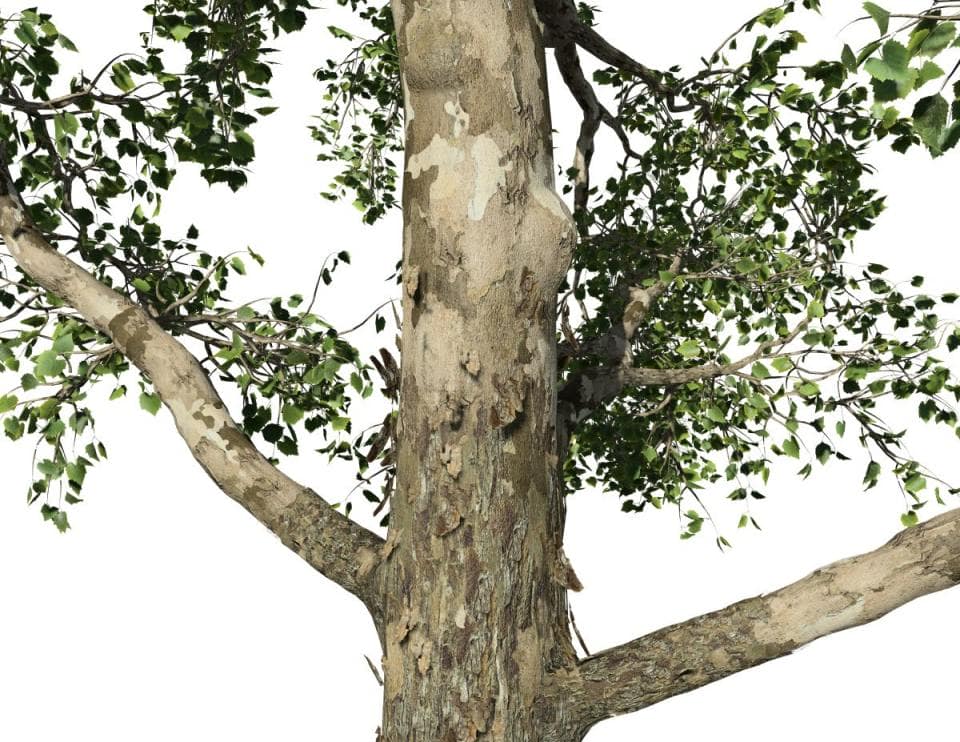American Sycamore: Forest (Single Trunk)