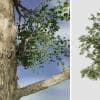 American Sycamore: Forest (Single Trunk)