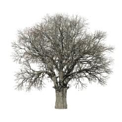 White Oak: Forest