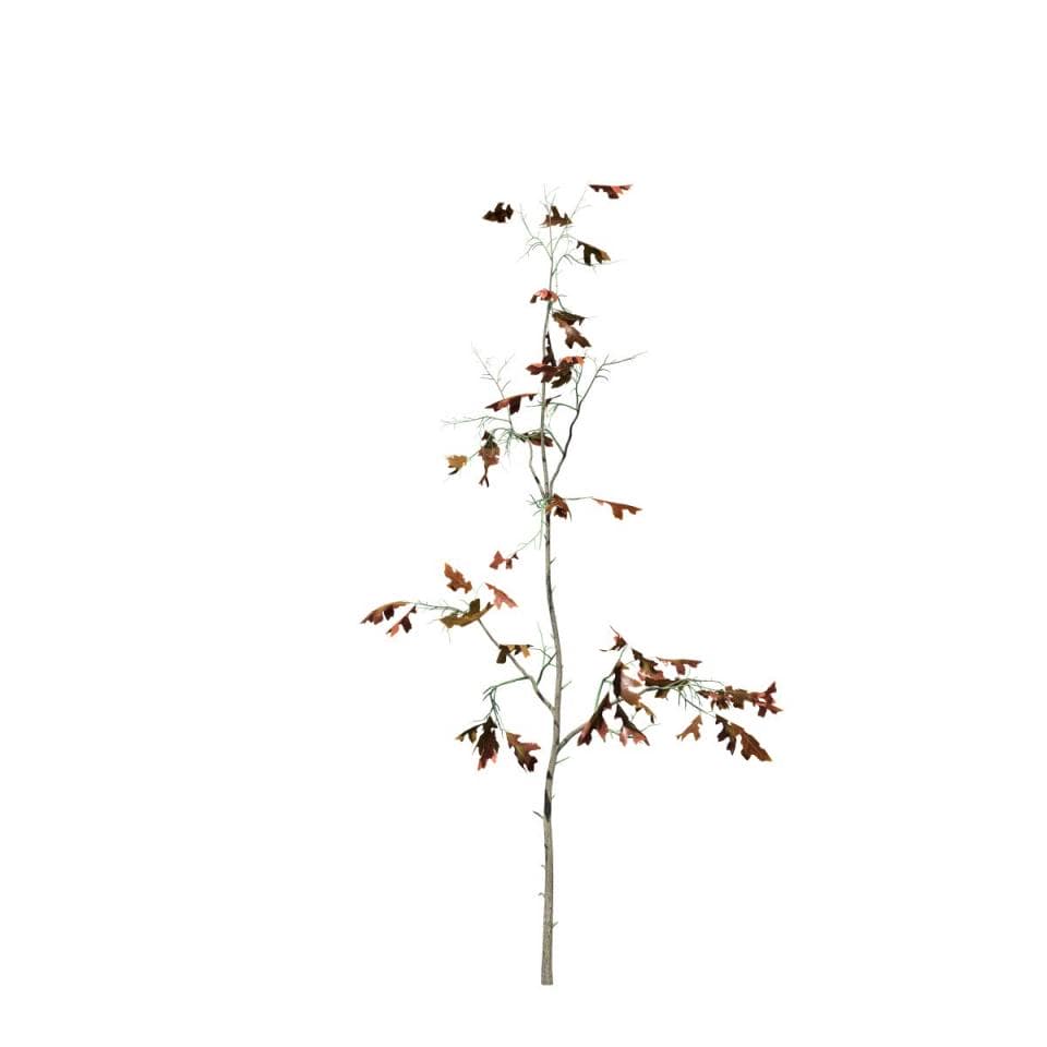 White Oak Seedling