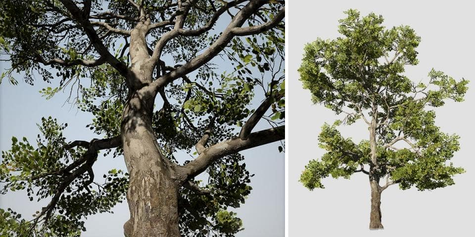 American Sycamore Species Pack