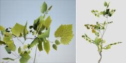American Sycamore Species Pack
